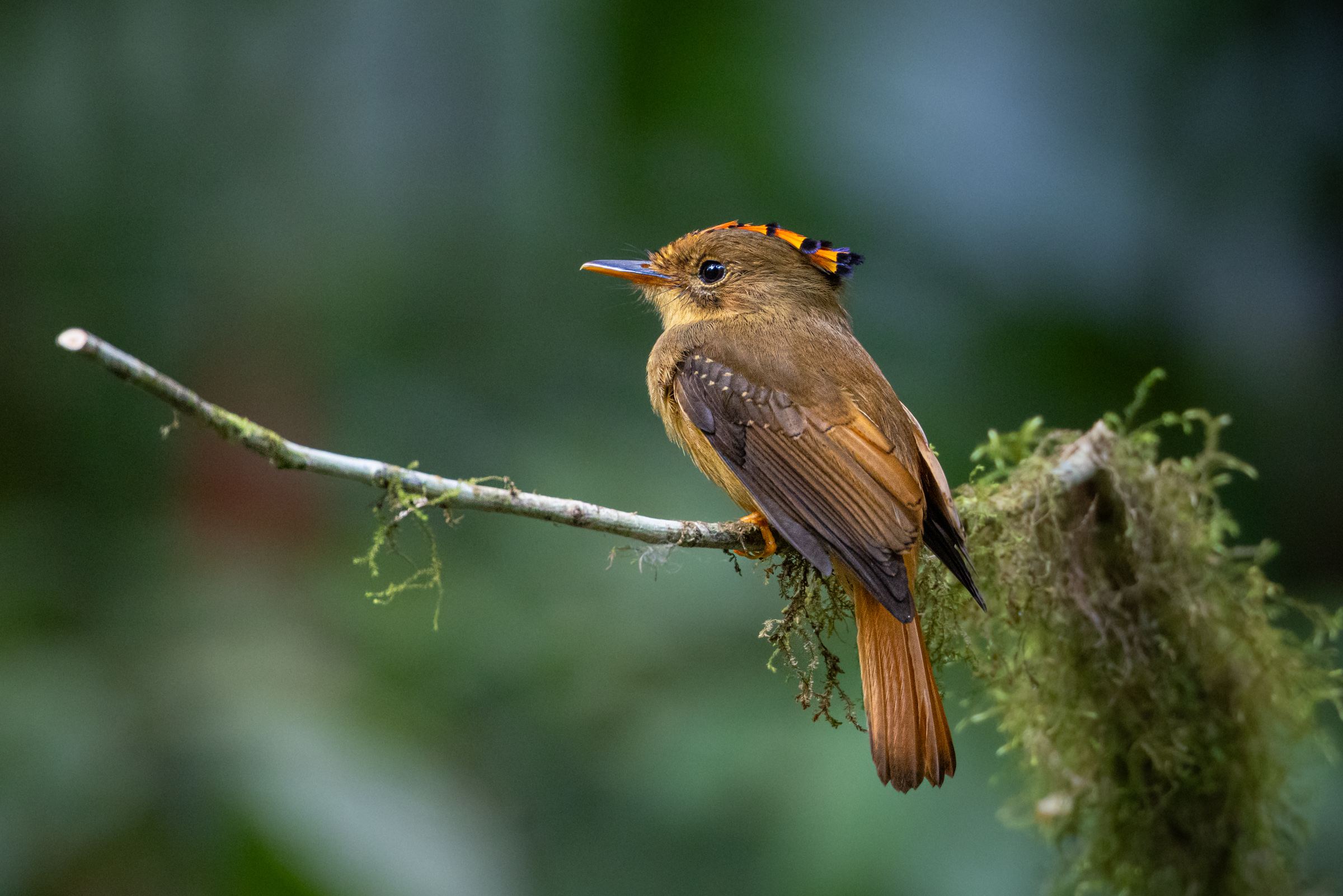 An Atlantic Royal Flycatcher in the rainforest of Brazil